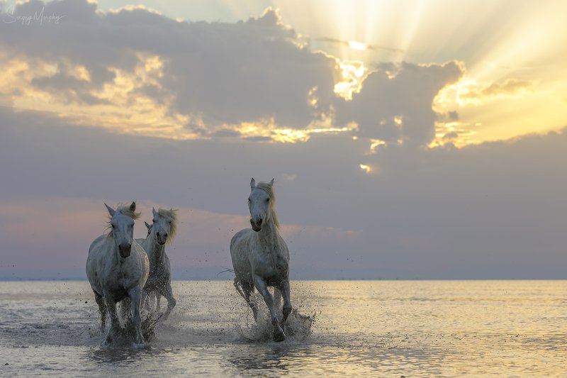 camargue horses Camargue horses. фото превью