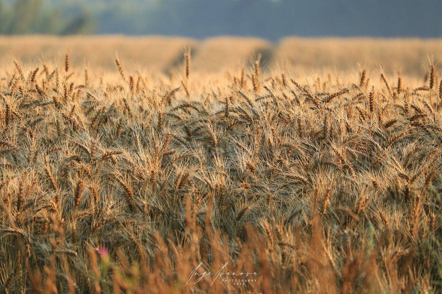 , Инга Иванова