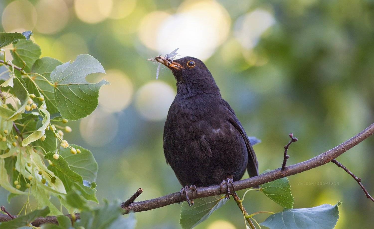 wildlife photography, birds, фотоохота, птицы, анималистика, дикая природа, birdwatching, Snowrain