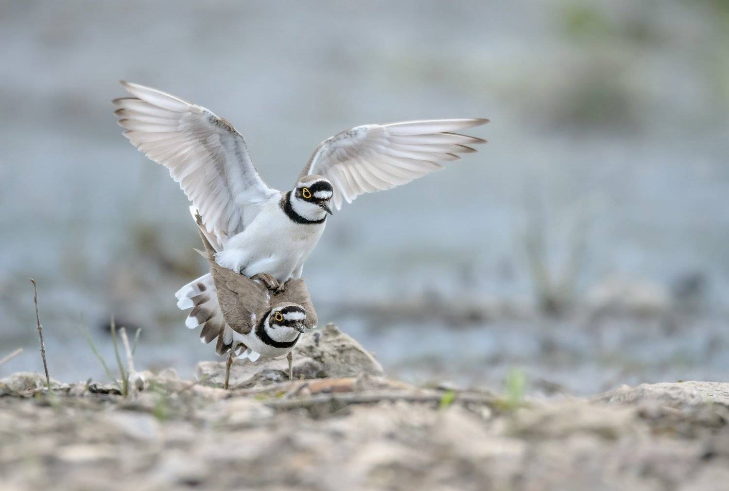 малый зуёк, малый галстучник, charadrius dubius, гнездование, птицы россии, птицы подмосковья, дикая природа россии, nikon d500, sigma 150-600 sports, 600 mm lens, москва река, московская область, подмосковье, ухаживание птиц, брачные игры, спаривание, Ксения Соварцева