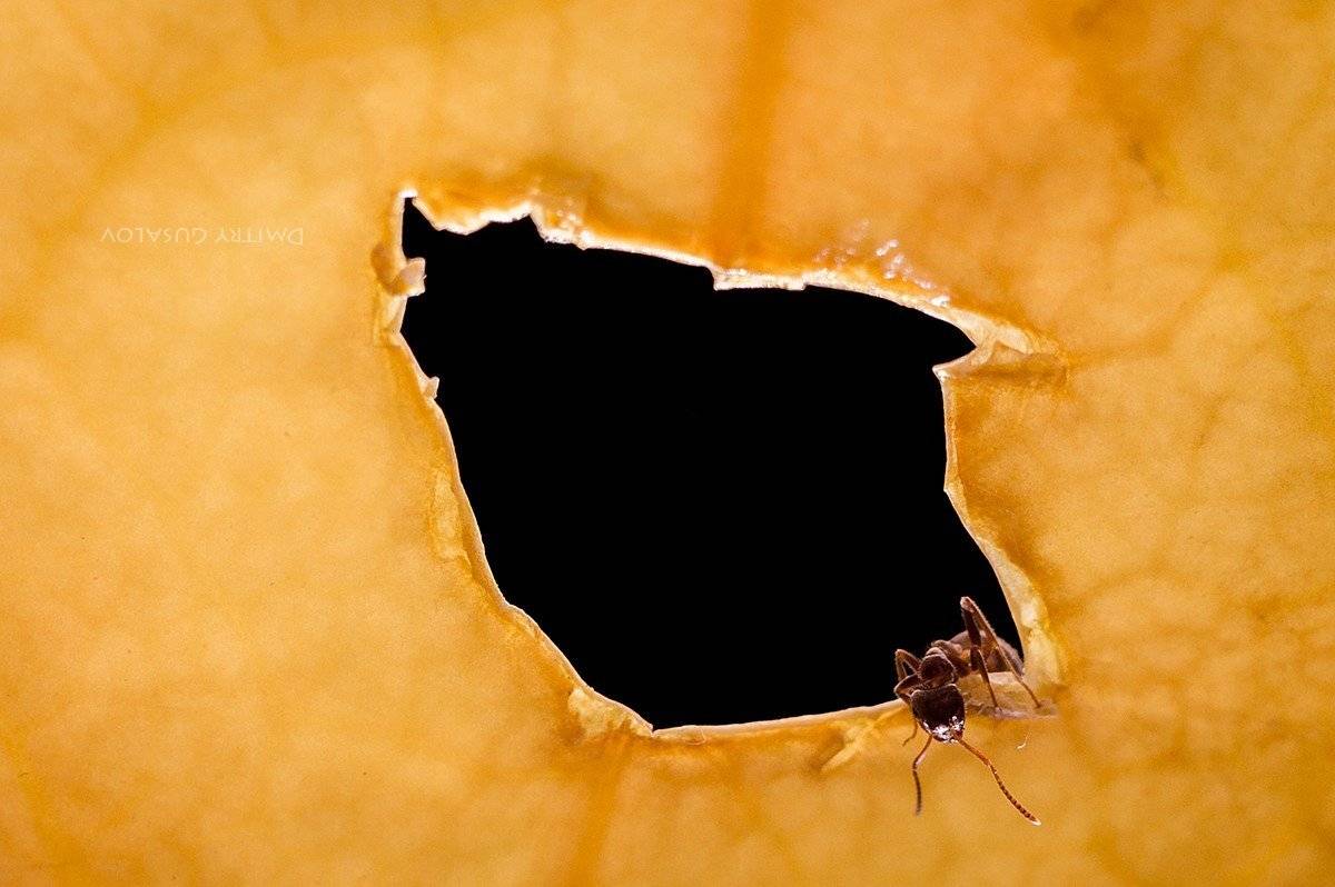 макро, природа, весна, макросъёмка, макрофотография, растение, цветы, жизнь, макромир, муравей, Дмитрий Гусалов