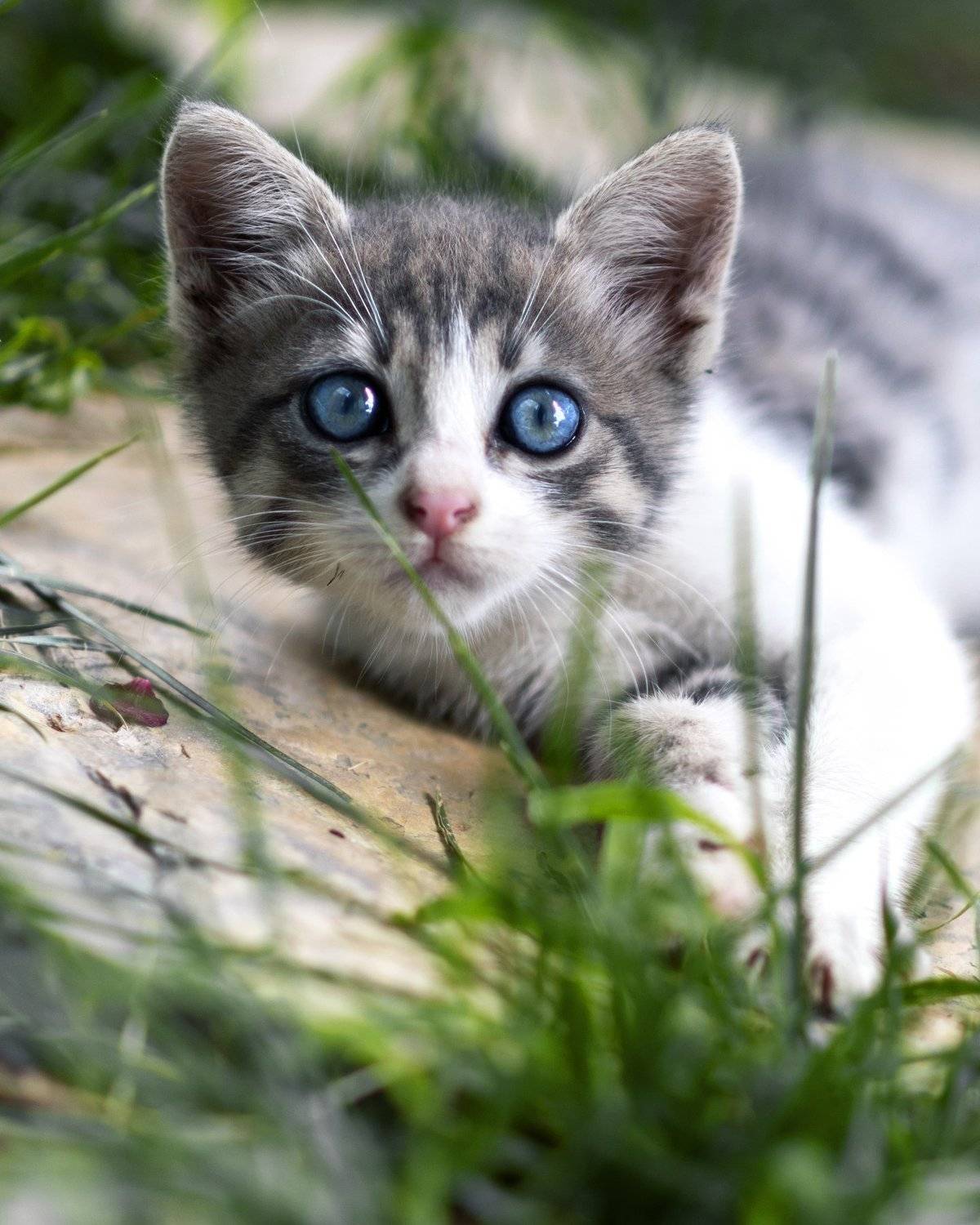 istanbul, Murat Sahin