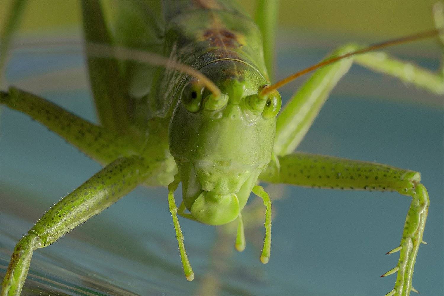 Кузнечик насекомое макро, Борис Фотомания