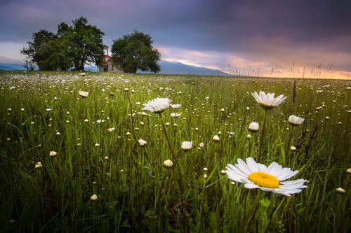 In the kingdom of the daisies