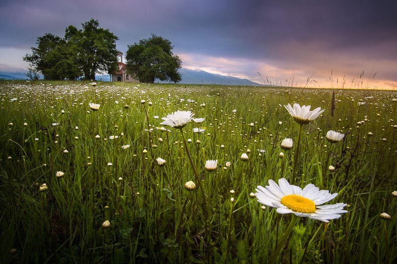 bulgaria, daisy, sunrise, flowers, spring, mountains, chapel In the kingdom of the daisies фото превью