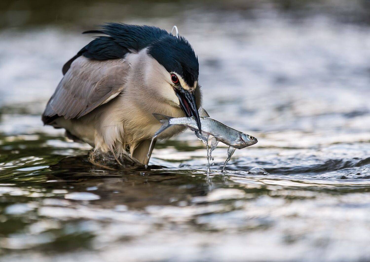 , Sławek Przybylski