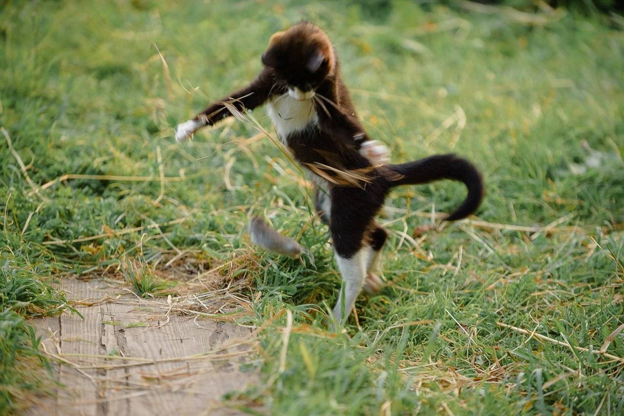 кошки-мышки, репортаж, животные, Анисимова Ольга Леонидовна