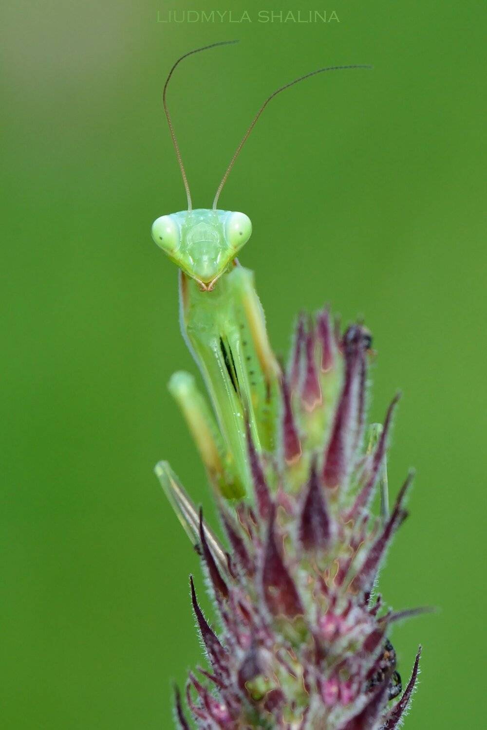 богомол , портрет, Людмила Шалина