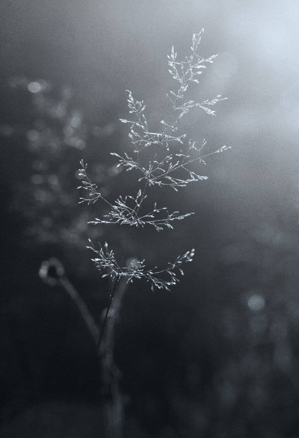 трава, макро, травинка, черно-белое, свет, контровик, природа, Наталья Прядко