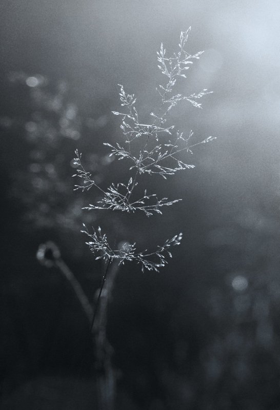 трава, макро, травинка, черно-белое, свет, контровик, природа  фото превью