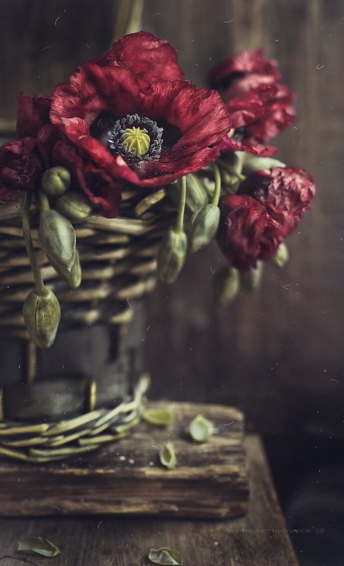 opium* фото превью