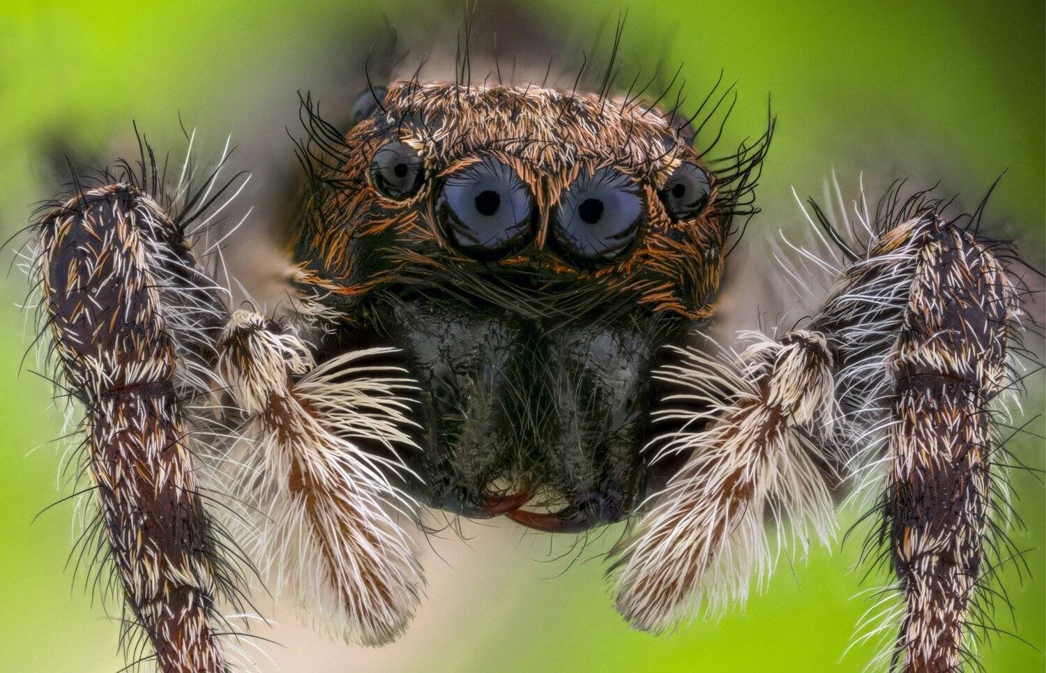 ceclii, macro, extrememacro, nikon d3400, lomo 3.7x, Tsvetan Ganev