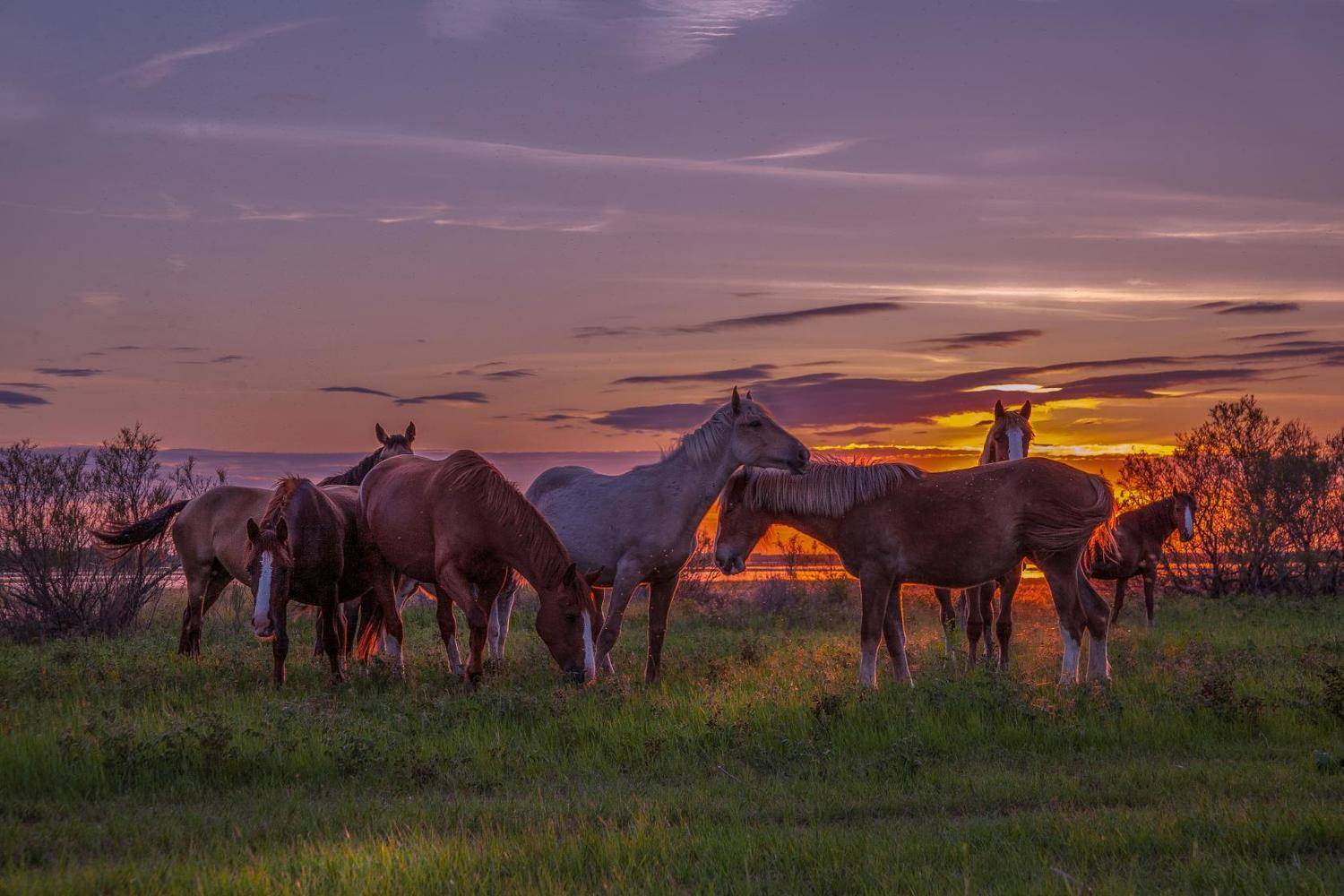 фото сделано на протоке у с.камышово астраханской обл, Сергей цыбизов