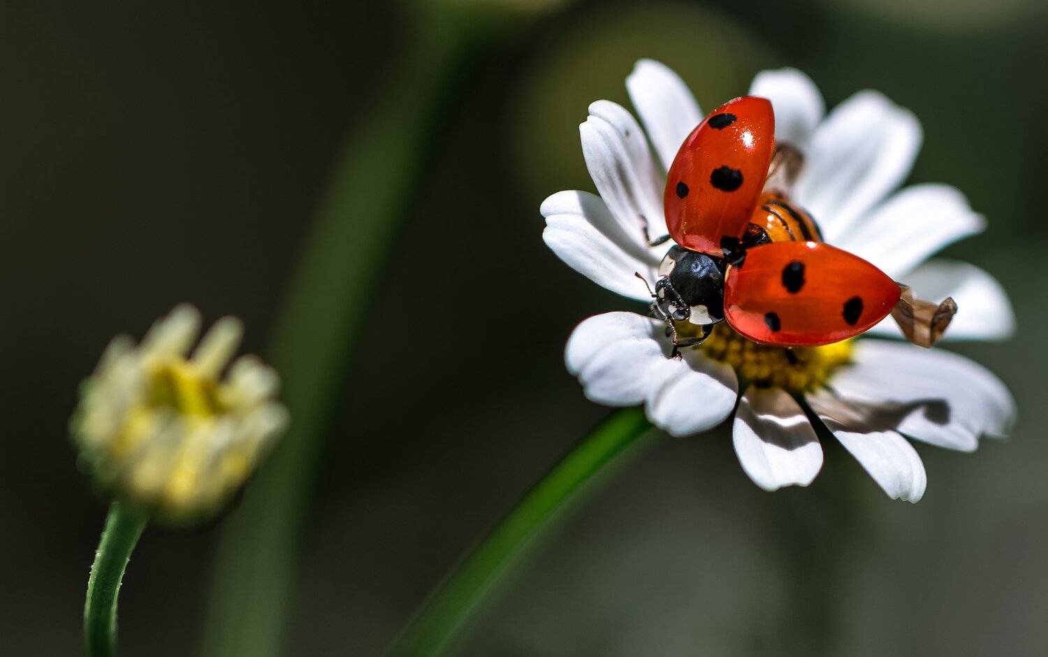 природа, макро, цветы, ромашка, жук, божья коровка, Неля Рачкова