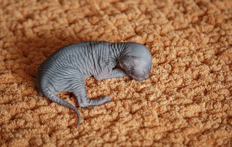 Один из .... фото превью