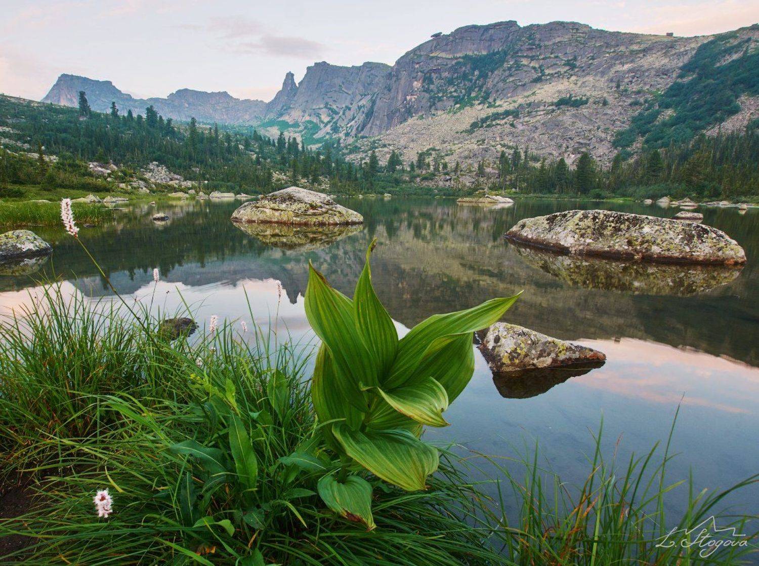 цветы, ергаки, горы, Лена Стогова
