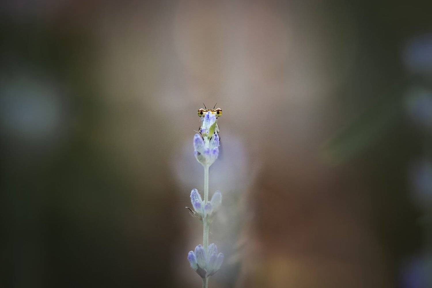 , Nicolae Fanurie Chirobocea