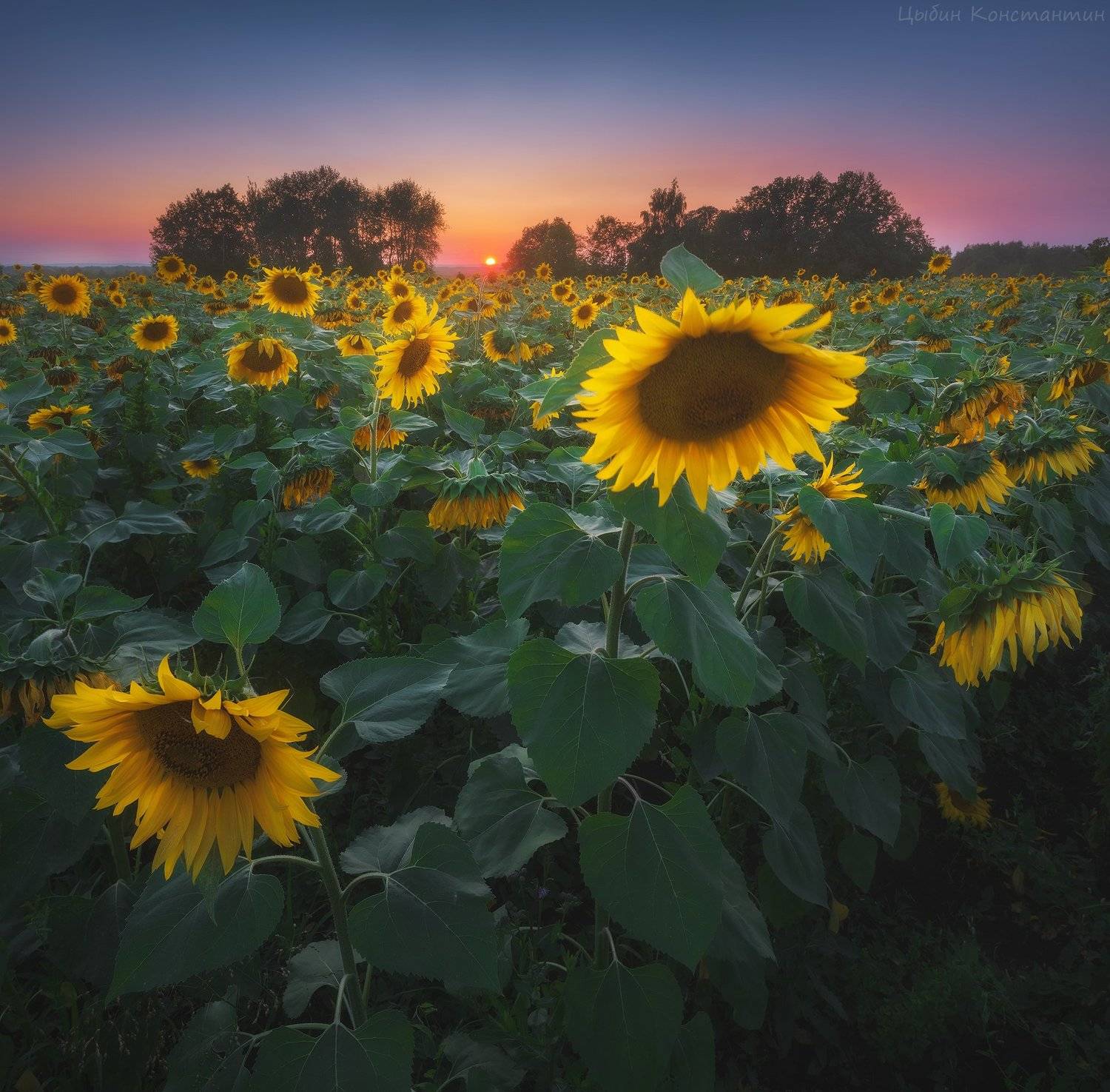 , Цыбин Константин