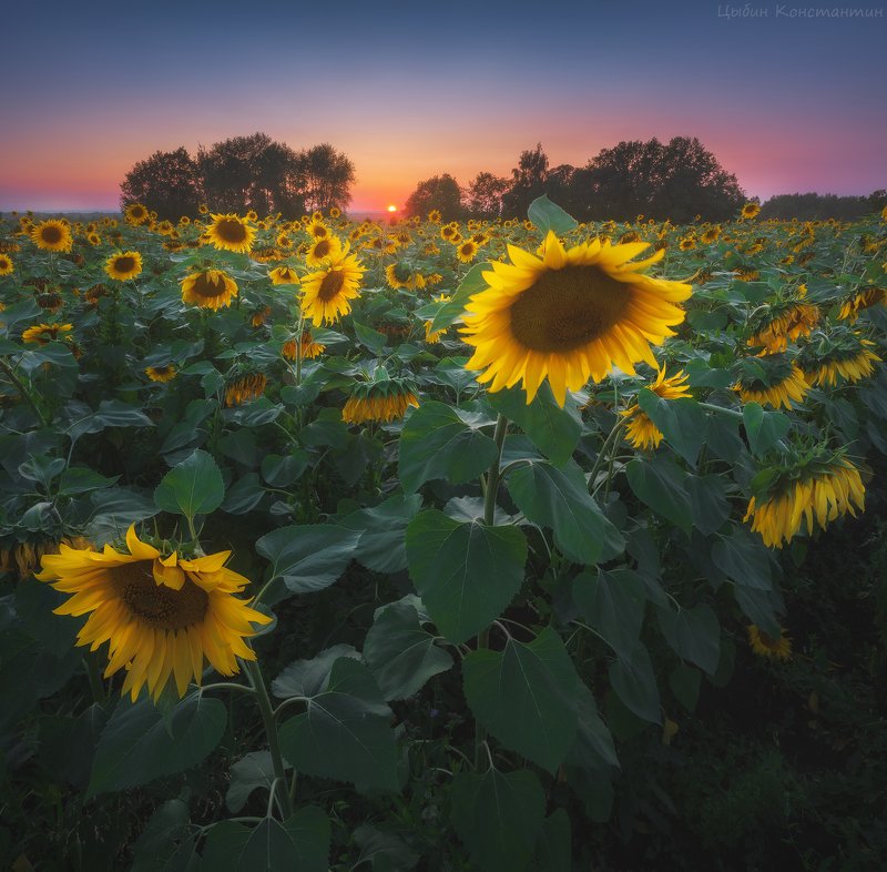 *** фото превью