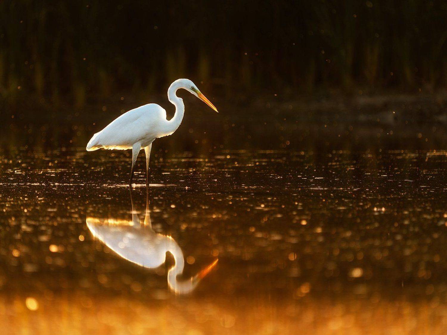цапля, птицы, птица, анималистика, природа, животные, wildlife, birds, egret, heron, Оксана Быстрицкая