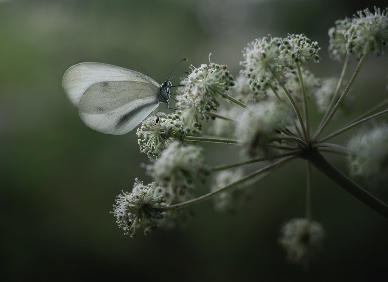 *** фото превью