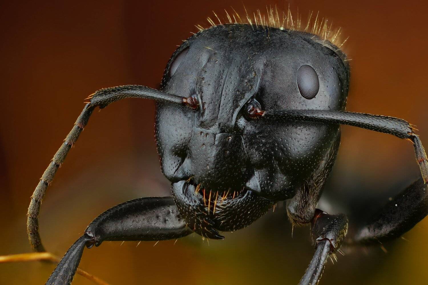 , Андрей Шаповалов