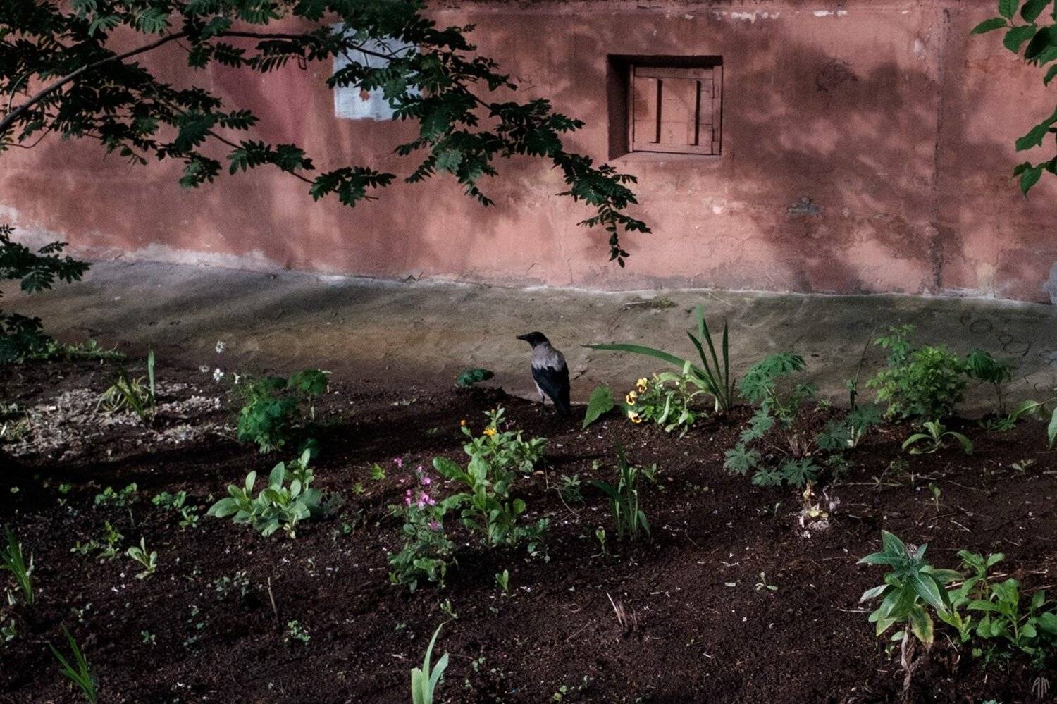 ворона, мистика,, Александр Малафеевский