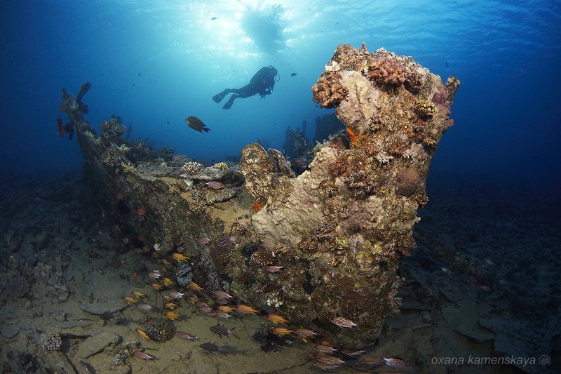 underwater blue fish coral wreck diver Баржа фото превью
