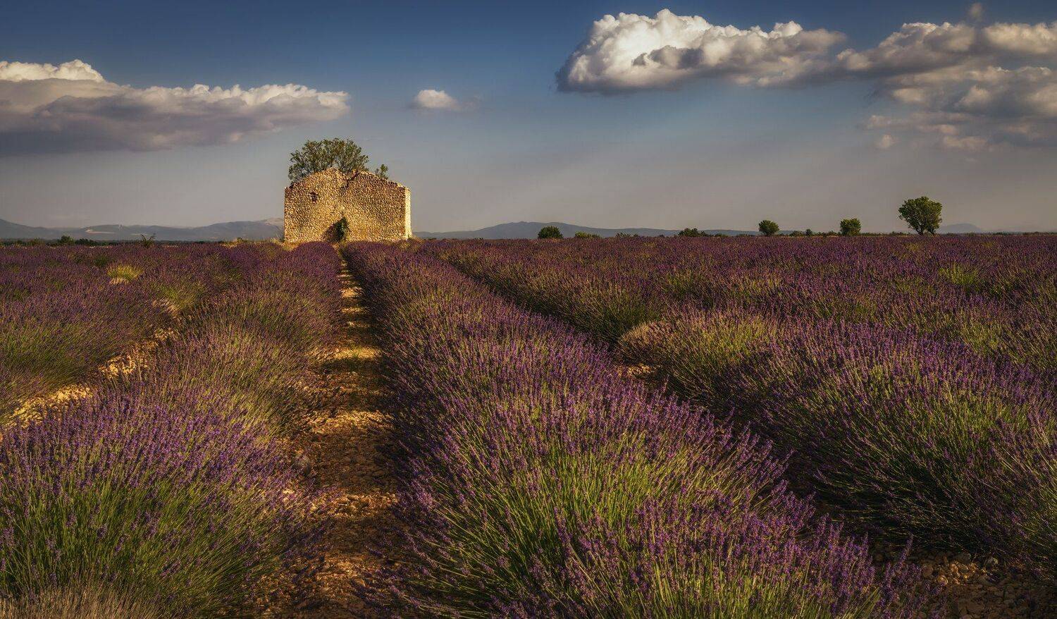 поля, лаванда, Александр Безмолитвенный
