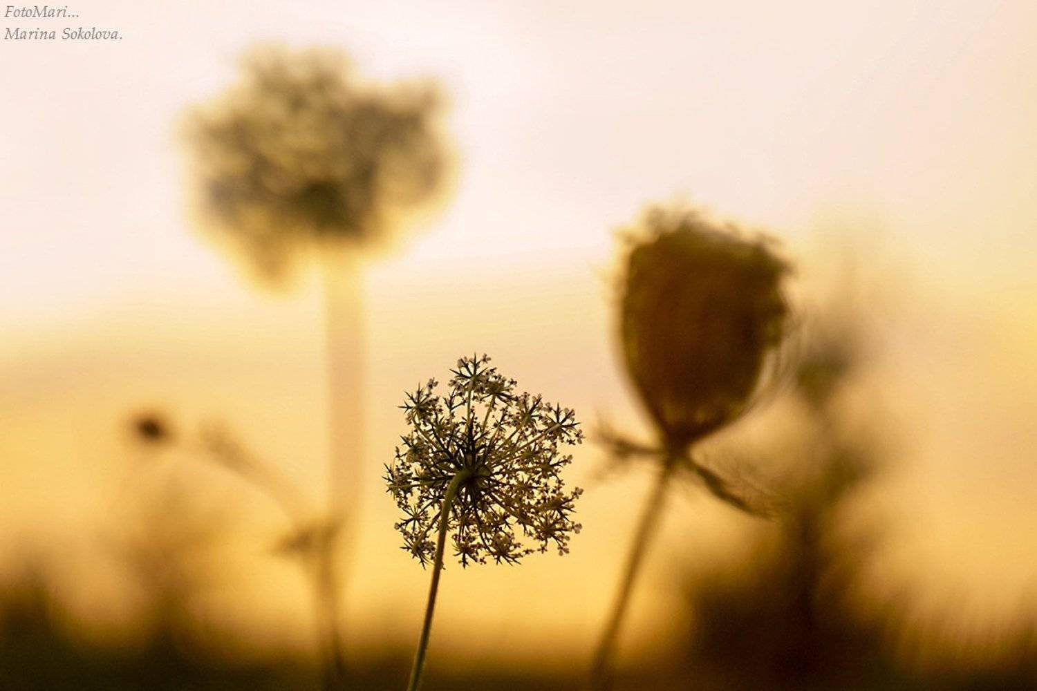 , Марина Соколова