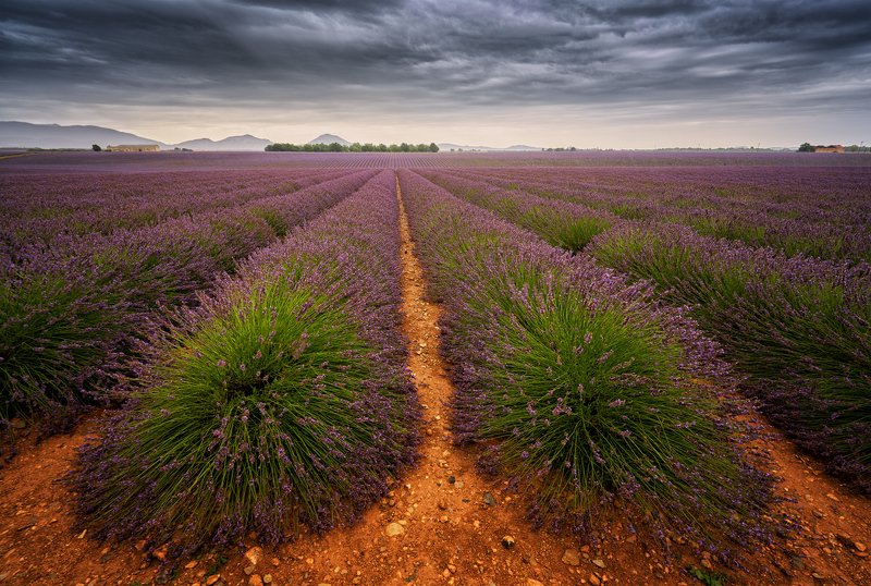laveder, valensole, dramatic sky, field, outcast, purple Lavender + фото превью