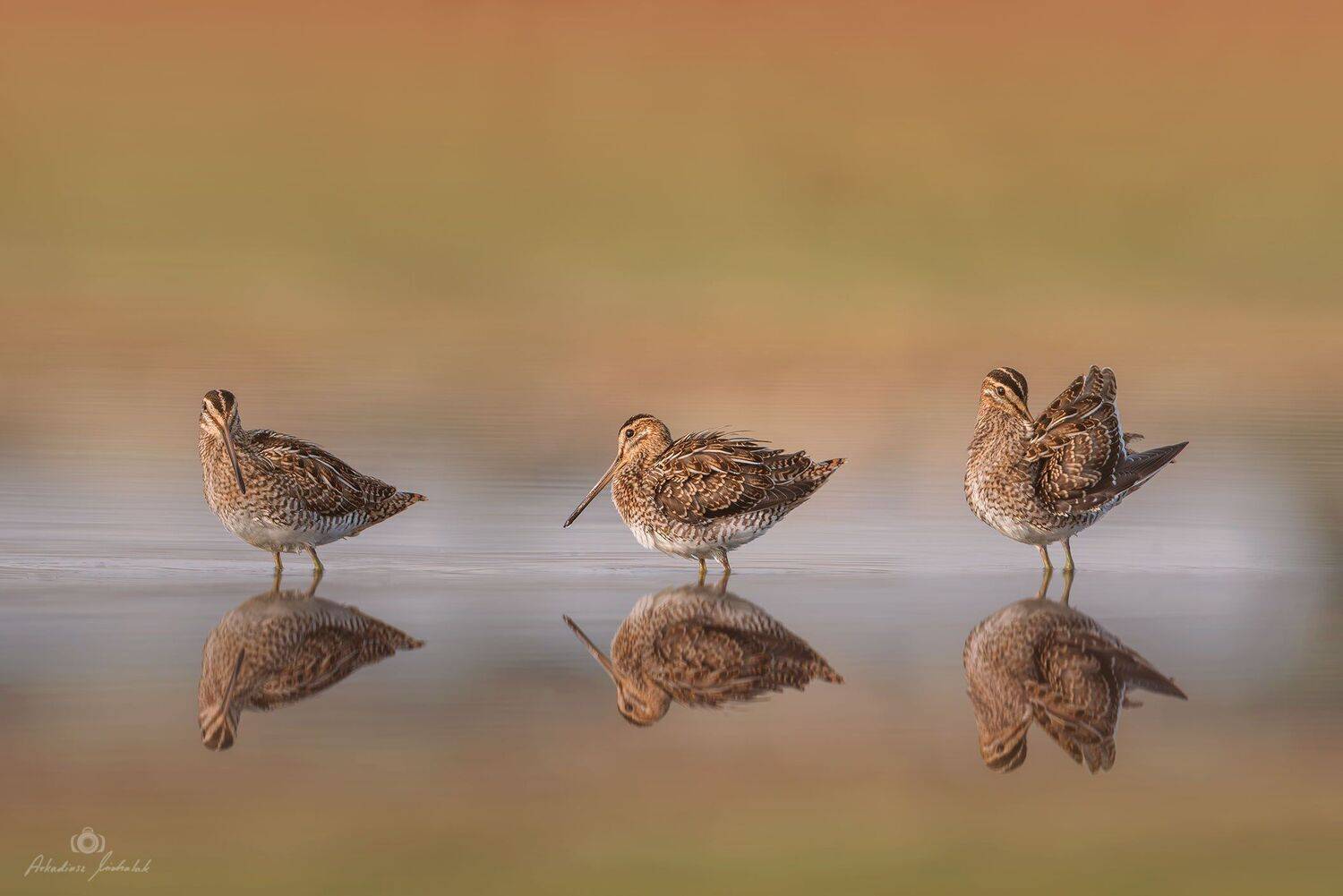 , Arkadiusz Michalak