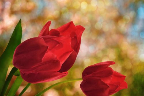 red tulips