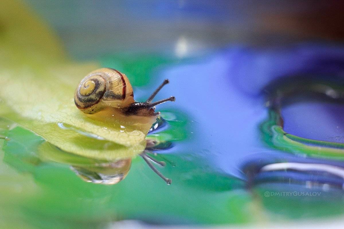 макро, природа, весна, макросъёмка, макрофотография, растение, цветы, жизнь, макромир, улитка, Дмитрий Гусалов