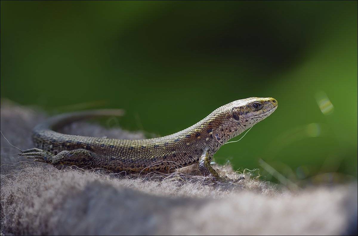 ящерица, Андрей Медведев