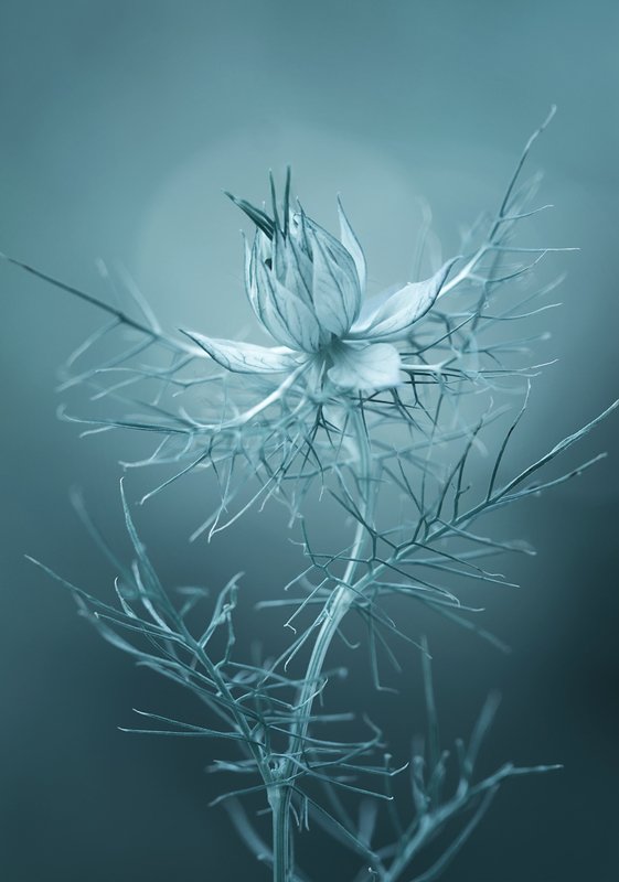 Nigella фото превью