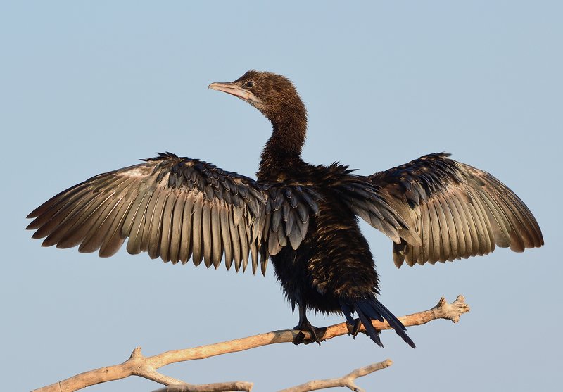 bird, wild, nature, wildlife, feathers, wings, black, blue, birdwatching, birding, Little cormorant фото превью