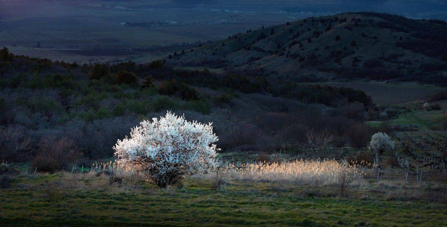 , Андрей Гусаченко