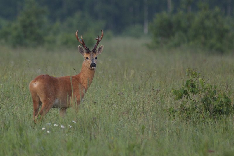 рога фото превью