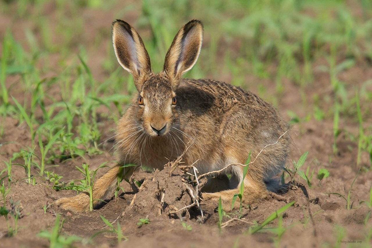 , Валерий Субачев