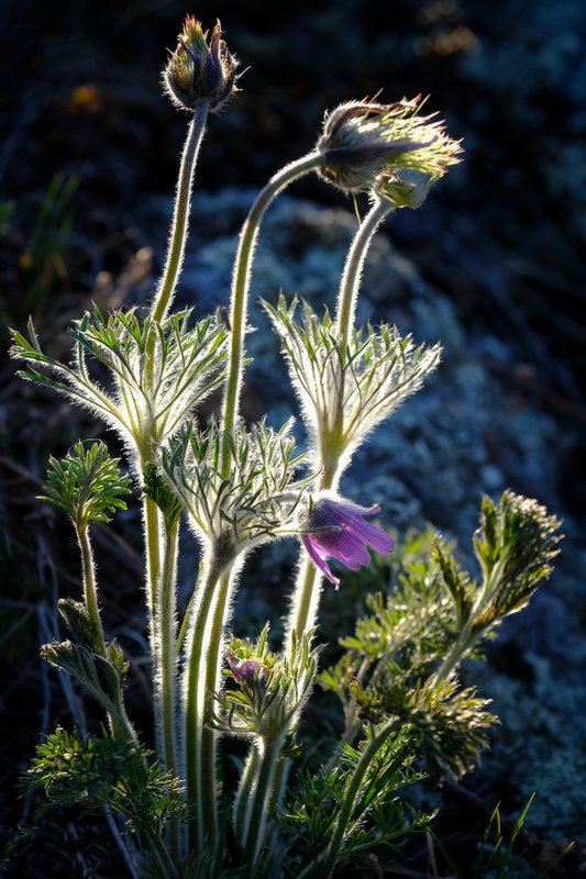 Сон-трава фото превью