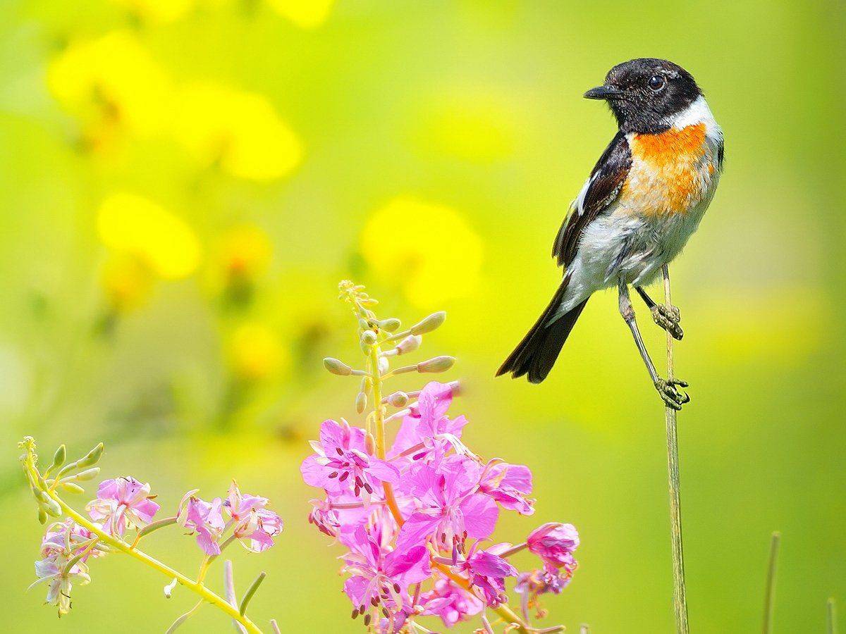 природа, фотоохота, чекан, птицы, животные, цветы, лето, vladilenoff