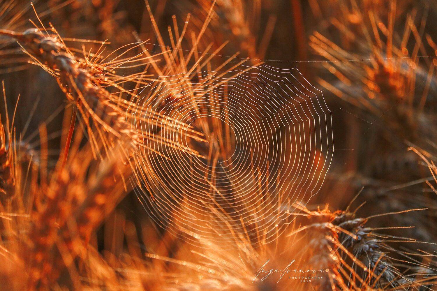 паутинка, Инга Иванова