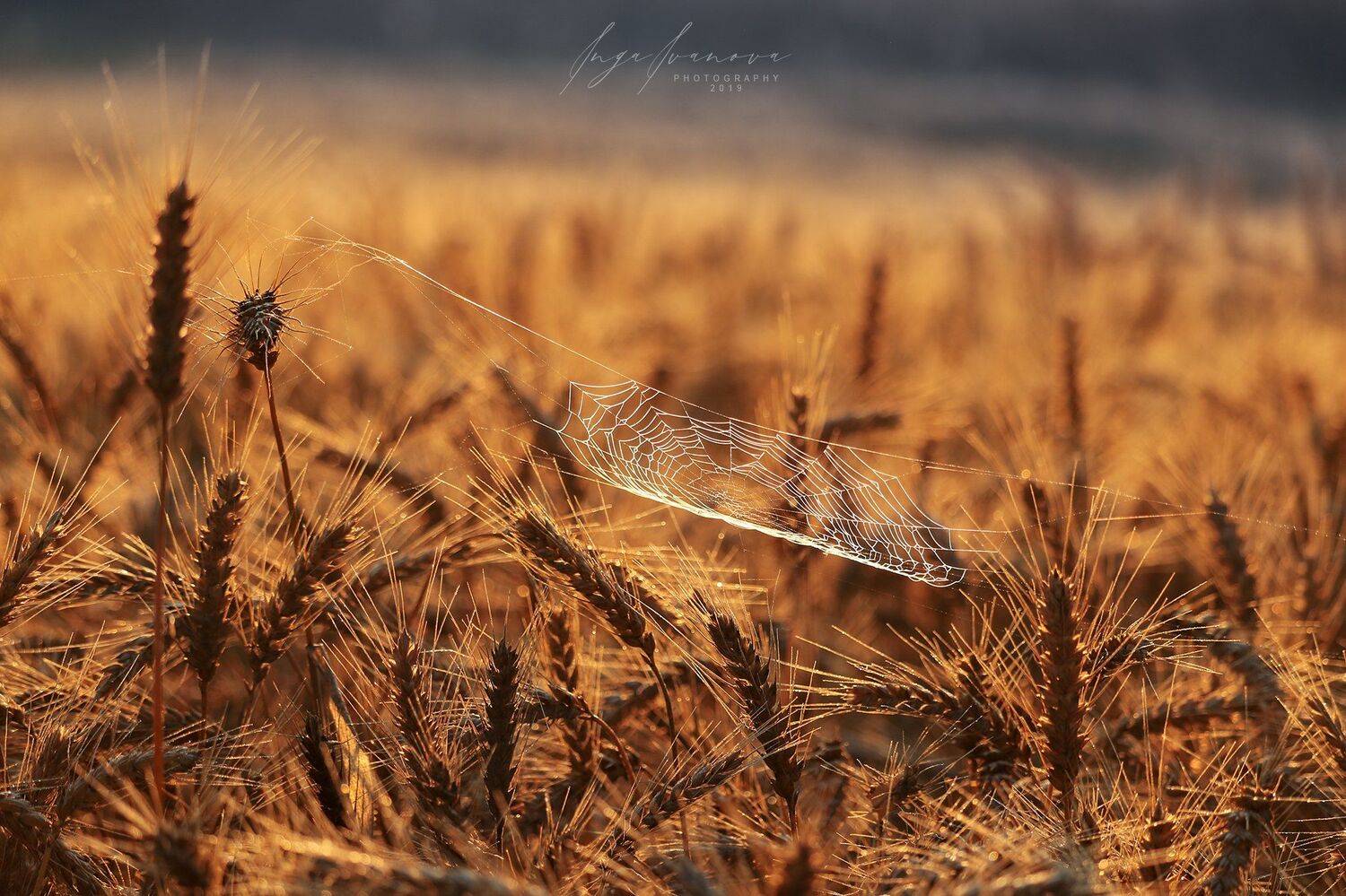 паутинка, Инга Иванова