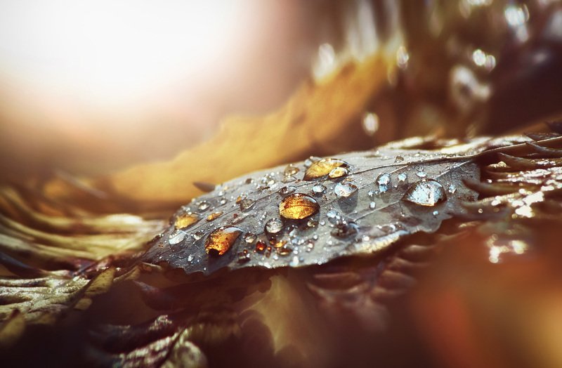 роса, капли, лист, янтарь, свет, макро, осень Янтарные капли фото превью