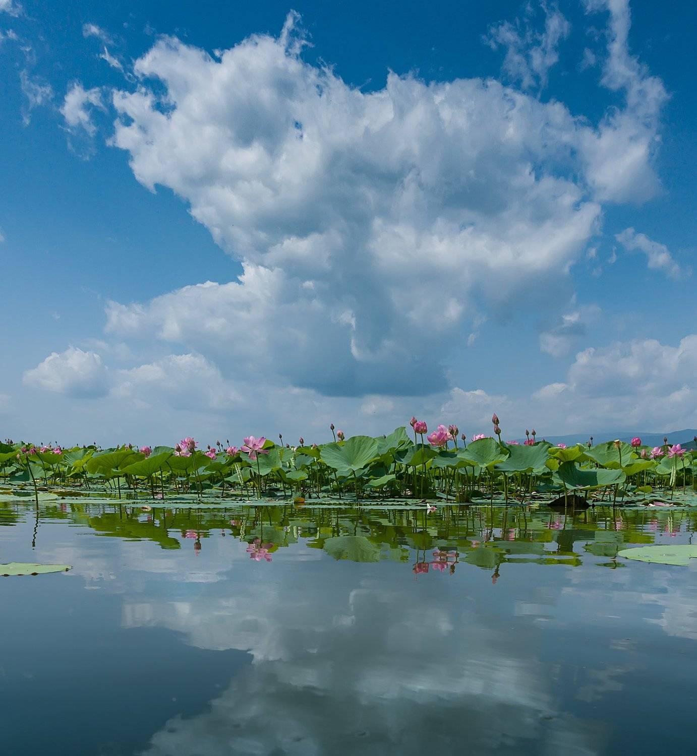 , Ольга Мусиенко