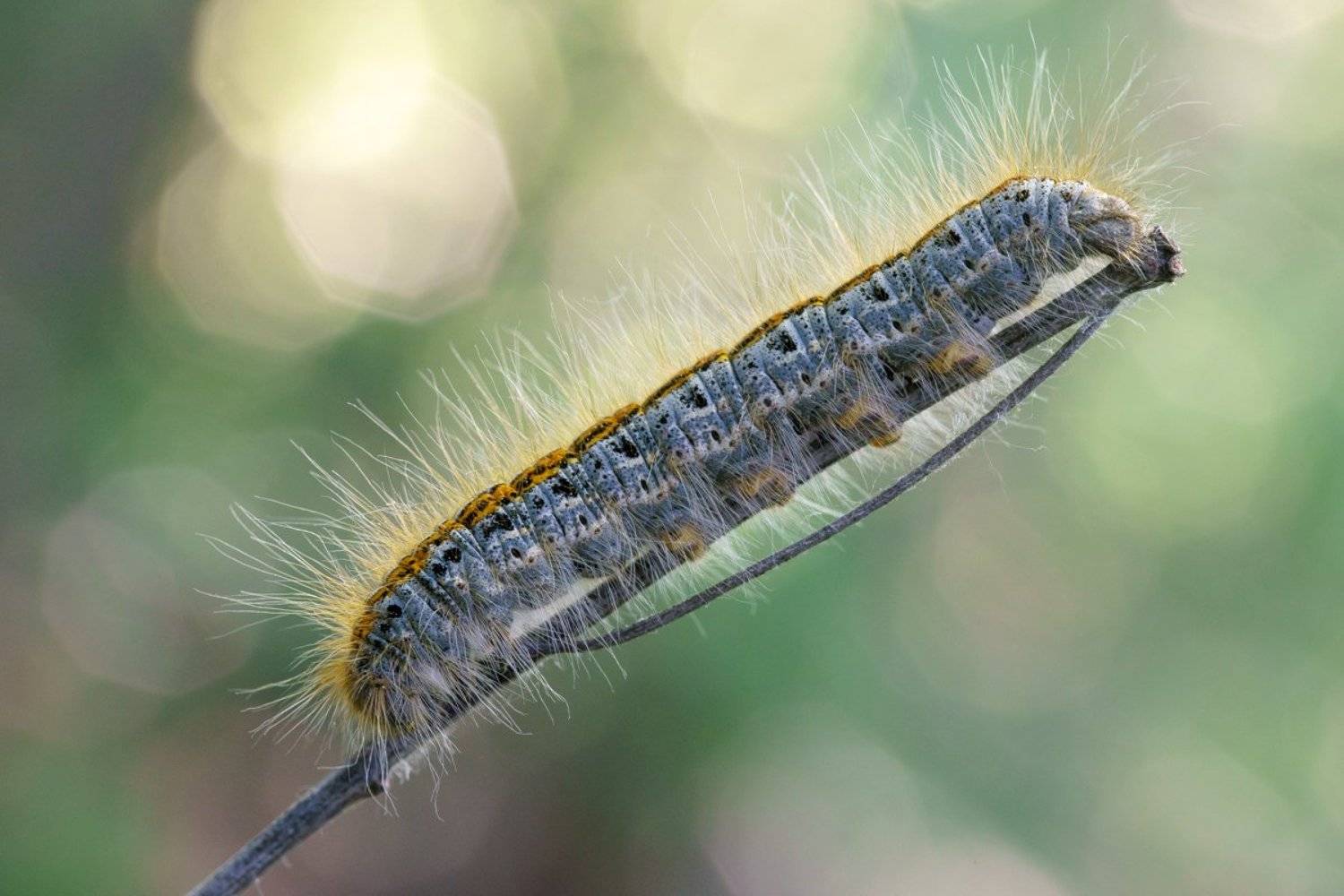 , Кузнецов Дмитрий