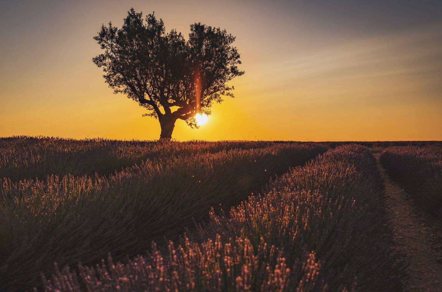 дерево, поле, лаванда, Александр Безмолитвенный