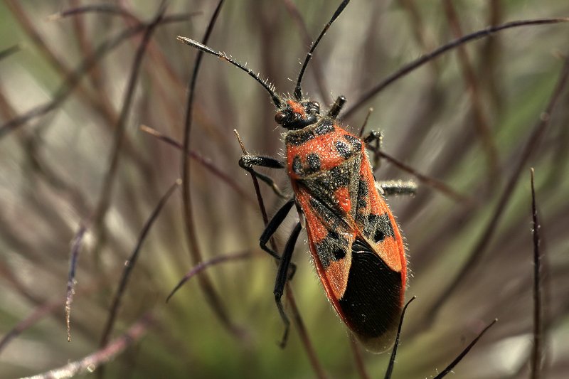 южный, урал, губерля орск, новотроицк ... фото превью