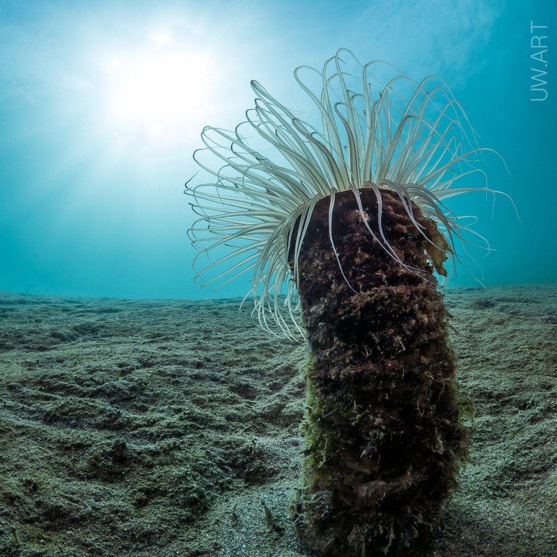 Anemone Tower фото превью